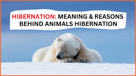 HIBERNATION Meaning in Tagalog .
